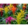 Gardenera Bromeliad Potting Mix - Provide Your Plants with The