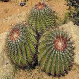 San Diego Barrel Cactus (Ferocactus viridescens) - Live Plant - Greenish-Yellow Flowers - Salt and Marine Tolerant