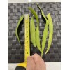 Cactus 11 Cutting 16.00 $ Epiphyllum Orchid Cactus: Night-Blooming Cereus