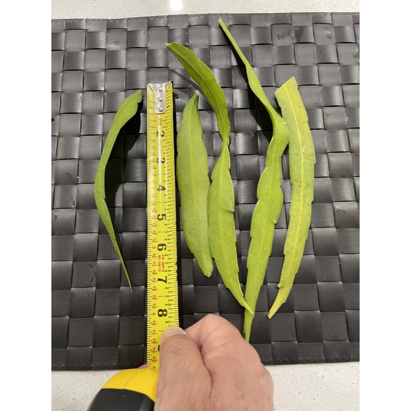 Cactus 11 Cutting 16.00 $ Epiphyllum Orchid Cactus: Night-Blooming Cereus
