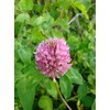 3,000 Medium Red Clover Seeds 7 Grams USA Harvested pollinator