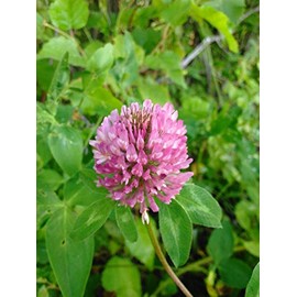 3,000 Medium Red Clover Seeds 7 Grams USA Harvested pollinator bee Butterfly Non GMO