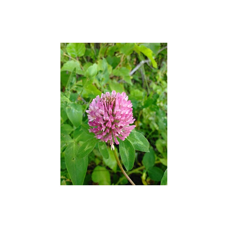 3,000 Medium Red Clover Seeds 7 Grams USA Harvested pollinator