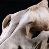 Resin Wolf Skull Wolf Skull Model Decoration Craft Film Props