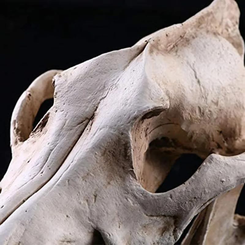Resin Wolf Skull Wolf Skull Model Decoration Craft Film Props