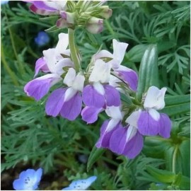 3 - Chinese Houses Seeds For Planting Collinsia Heterophylla 1,000 Seeds
