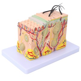 Skin Model, 35X Enlarged Anatomical Skin Model Skin Layer Structure Model with Hair 3 Dimensional Skin Teaching Tool for Learning Teaching