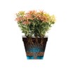 elho Loft Urban Bowl 35 - Flower Pot for Outdoor