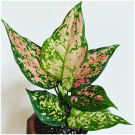 Exotica Tropicals Professional Nursery Grade Aglaonema Fertilizer 4 LB Six Month Slow Release Chinese Evergreen Plant Food