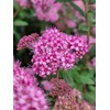Bloomin' Easy® Poprocks® Petite Spirea Spiraea Japonica 'Odessa' USPP#28508 (3