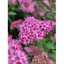 Bloomin' Easy® Poprocks® Petite Spirea Spiraea Japonica 'Odessa' USPP#28508 (3 Gallon)