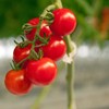 Piteno 300Pcs Tomato Clips - Durable Plant Support for Garden