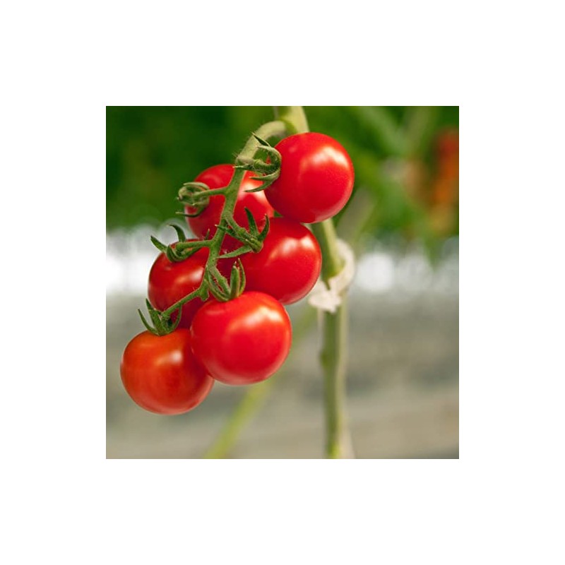 Piteno 300Pcs Tomato Clips - Durable Plant Support for Garden