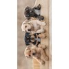 Jerry Fabrics Dog Puppy Bath Towel 70 x 140 cm