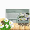 Outsidepride Ensign White Morning Glory Seeds - 2000 Pcs. Annual,