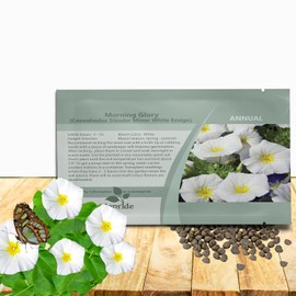Outsidepride Ensign White Morning Glory Seeds - 2000 Pcs. Annual, Dwarf Mounding Flower Seeds for Planting Trumpet-Shaped Tricolored Blooms, Ideal for Garden Boxes, Beds & Containers