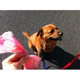 Gadjit Doodie (Dog Poop) Bag Keeper - Dog Waste Bag Dispenser, Plastic Storage Unit that Holds 20+ Plastic Grocery Bags and Dispenses them One-at-a-Time (Beige)