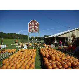 Historic Pictoric Photo - an Array of Pumpkins, Ready for The Autumn Customer Rush at The Kelp's Pumpkin Patch Stand Near Nashville in Brown County, Indiana- Fine Art Photo Reporduction 30in x 24in