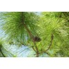 Slash Pine Tree | 10 Live Plants | Pinus Elliottii