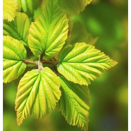 Hamamelis virginiana (American Witchhazel, Witch Hazel, Common Witchazel) Shrub Seeds, Fragrant Flowers, Tiny, Woody Fruits, Seeds by MySeeds.Co, You Choose The Amount (4 Grams)