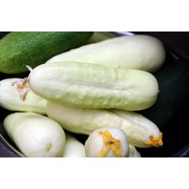 NIKA SEEDS - Vegetable White Cucumber 45 Days for Pickling Planting Non GMO - 20 Seeds