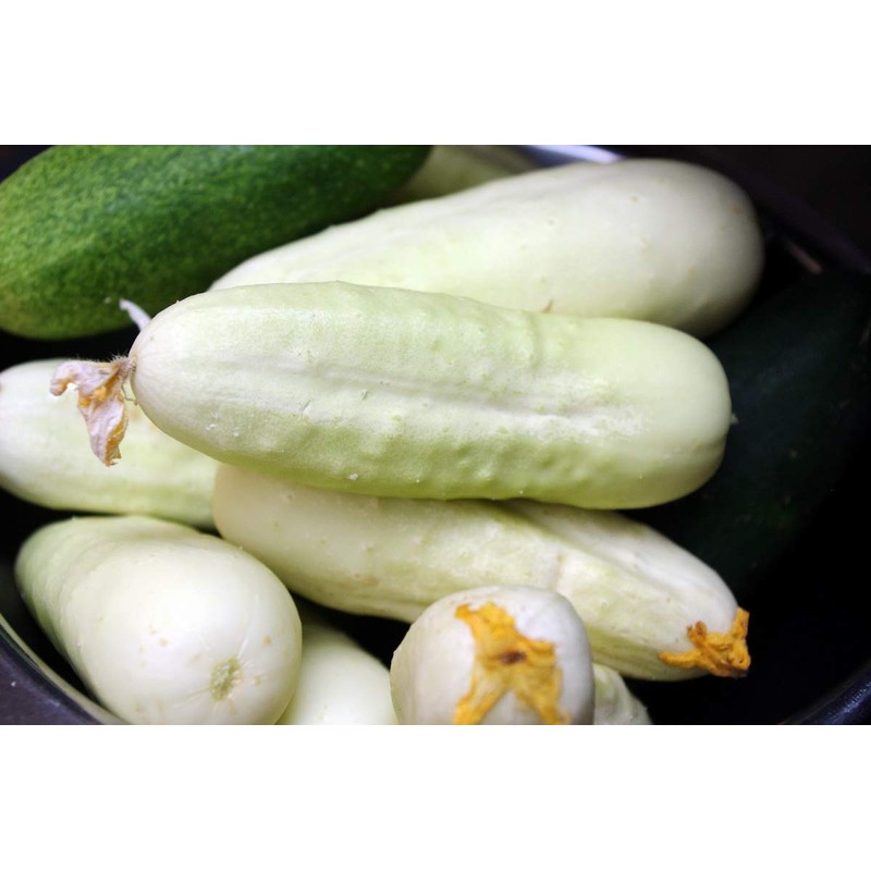 NIKA SEEDS - Vegetable White Cucumber 45 Days for Pickling