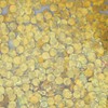 Pika Ace Nail Powder Round Holo 2mm #875 Gold 0.5g
