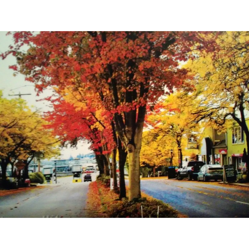 PACIFIC NORTHWEST BEAUTIFUL PHOTO POST CARD DOWNTOWN KINGSTON WASHINGTON