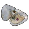 Kwolf Colorful Freshwater Oysters with 15 Pearls 78mm Bead Small