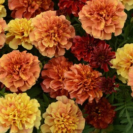 Outsidepride French Marigold Strawberry Blonde Flower Seeds - 200 Seeds