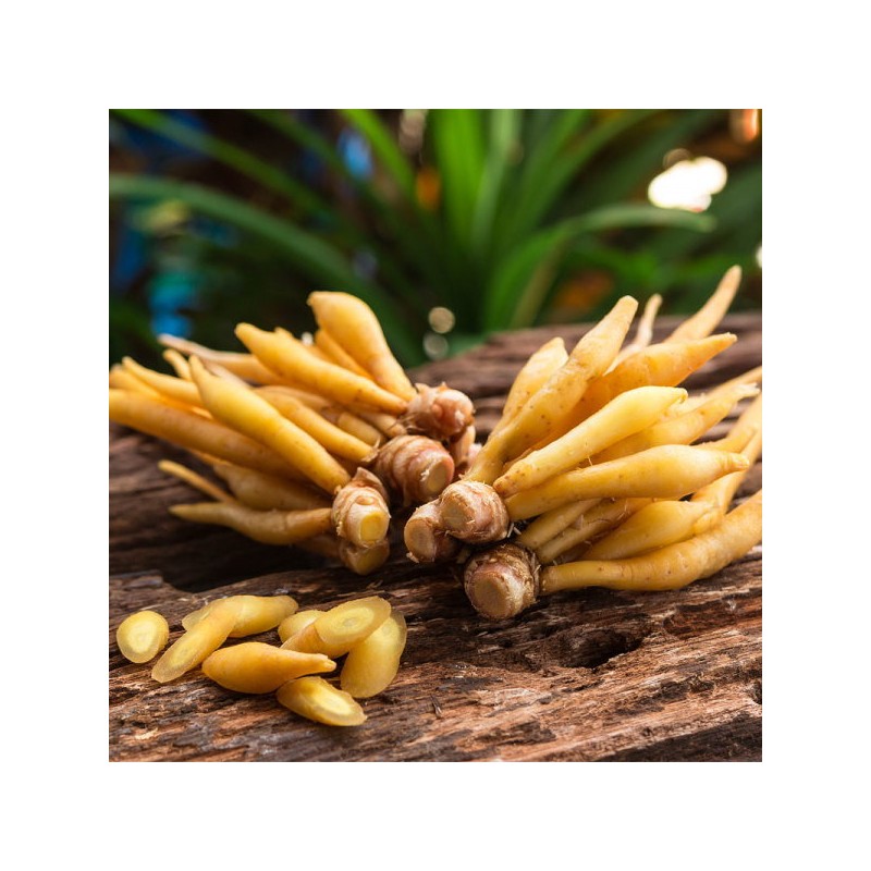 [Chamgoods] Finger root pills 500g 3 packs / [참굿즈] 핑거루트