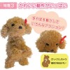 Broadwatch Talk, Move, Sing, Talking and Dance, Toy Poodle, Dog