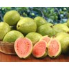 CZ Grain 100 Guava Fruit Tree Seeds for Planting Exotic