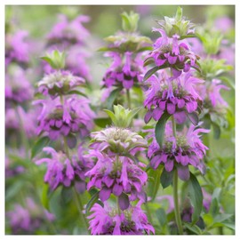 Everwilde Farms - 1 Lb Lemon Mint Native Wildflower Seeds - Gold Vault