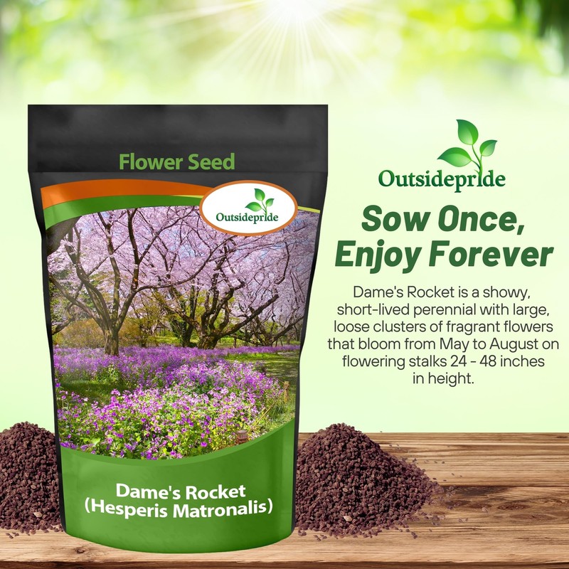 Outsidepride Dame's Rocket Flower Seeds - 5 Lbs. Perennial, Easy