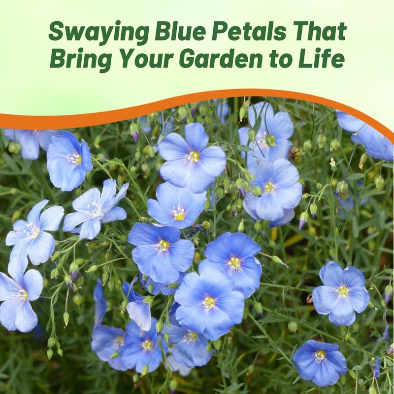 Outsidepride Sky Blue Flax Seeds - 2000 Pcs Annual Flower