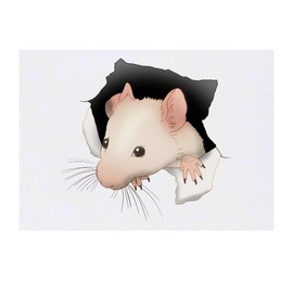 'Mouse Through Hole' Temporary Tattoo - Water Resistant, Skin-Safe, Non-Toxic Transfer (TO00085035)