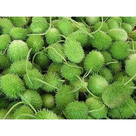 West Indian Gherkin (Cucumis Anguria) Burr Cucumber, 100~vegetable Seeds, Heirloom