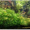 Java Moss on Coconut Shell Driftwood Bridge Live Aquatic Plant