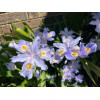 Carolina Lavender Heirloom Iris Purple, Walking Iris, 4 Plants +