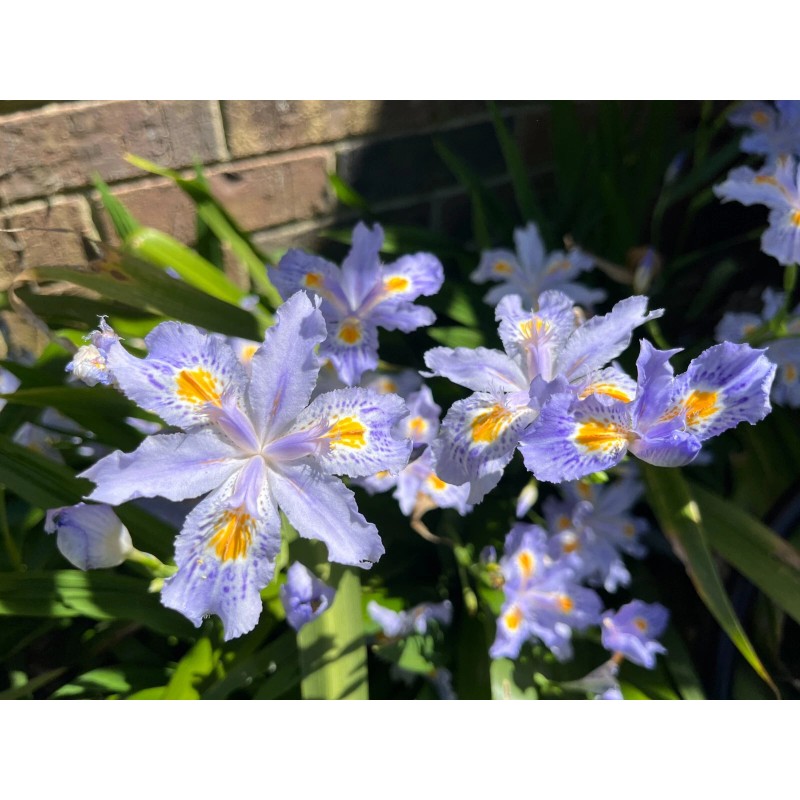 Carolina Lavender Heirloom Iris Purple, Walking Iris, 4 Plants +