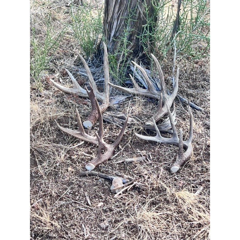 The Antler Store One Top-Grade Craft Whitetail Deer Antler Shed