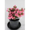 House of Bonsai Satsuki Azalia and like hybrid ' L.