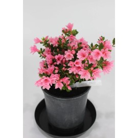 House of Bonsai Satsuki Azalia and like hybrid ' L. C Fisher'  one gallone flowering bonsai tree