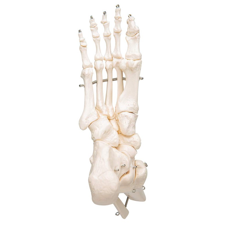 3B Scientific A31 Foot and Ankle Skeleton Model + free