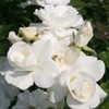 Heirloom Roses Climbing Rose Plant - CL Iceberg White Rose