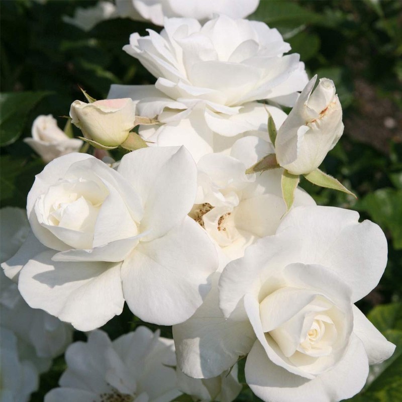 Heirloom Roses Climbing Rose Plant - CL Iceberg White Rose