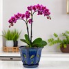 Grdthzey Ceramic Orchid Pots with Holes 6 inch (Dark Blue)