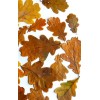 Real Oak Leaves PRESSED DRIED Qty 2 Gallon Bags Arts Crafts Decor Framing New