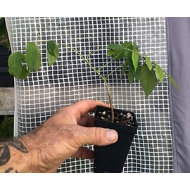 Blue Moon Wisteria - Incredible Blue Wisteria Flowers - Live Plant